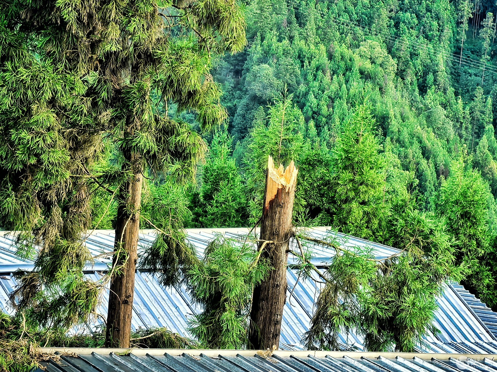 详细阅读:杉山(杉山友美简介) 杉山(杉山友美简介)